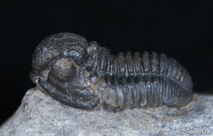 Small Gerastos Trilobite - Morocco #2504